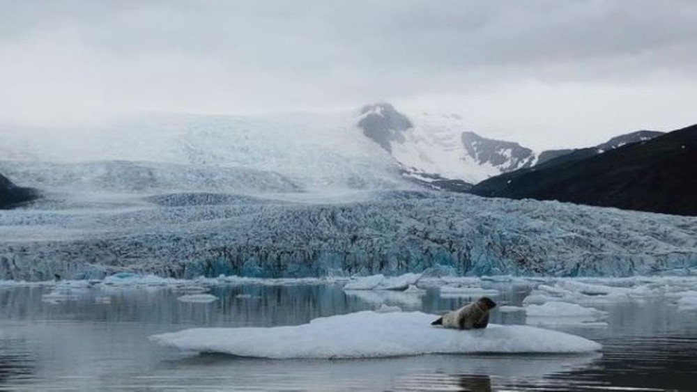 A seal laying on an iceberg at Fjallsarlon glacial lagoon. Fjallsjokökull in background.