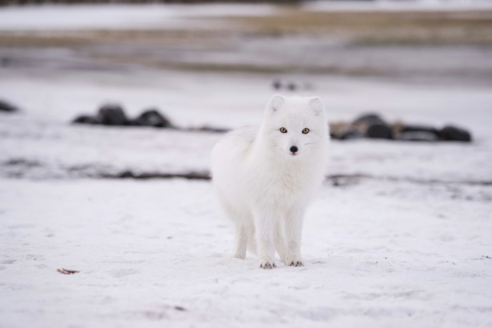 White artic fox.