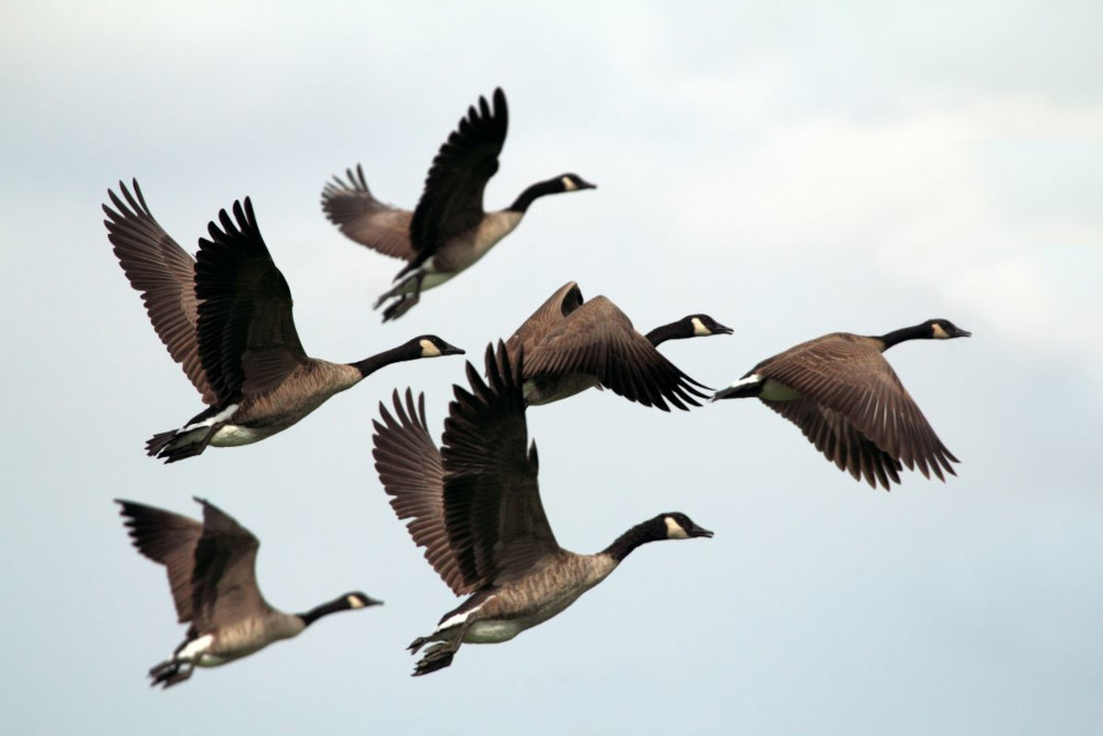 A group of 6 Barnacle geese flying.