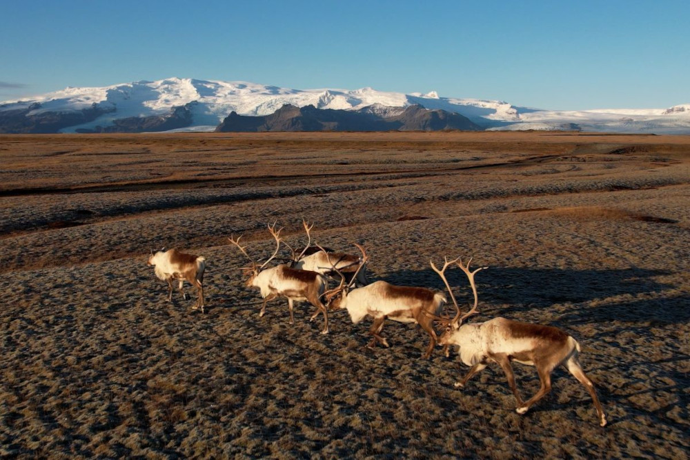 Small group of reindeer with icy mountain in the far background.