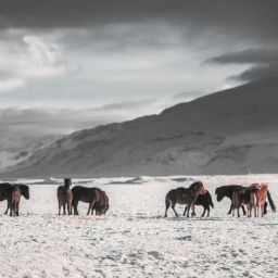 icelandic horses winter martin-jernberg