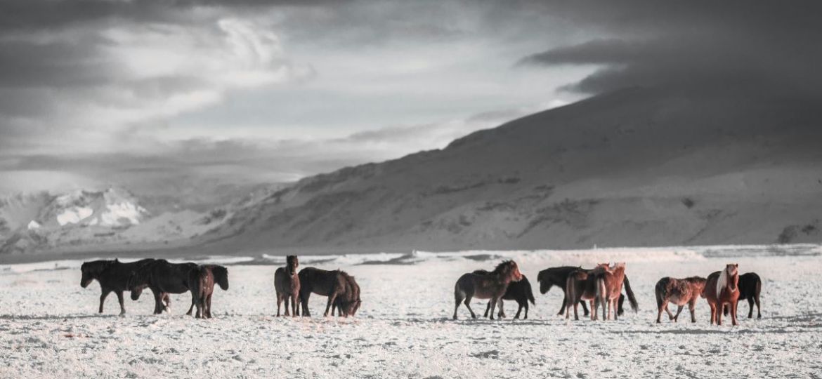1. icelandic horses winter martin-jernberg