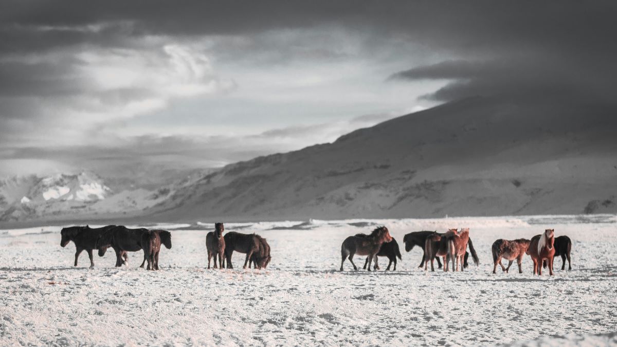 icelandic horses winter martin-jernberg