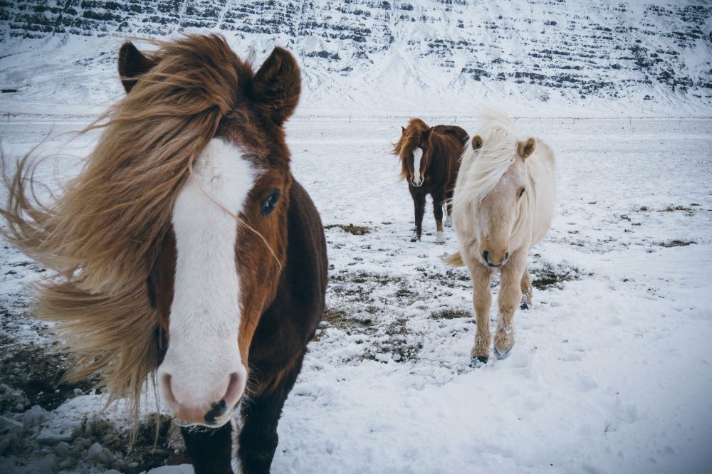 Icelandic horse mountain winter view
