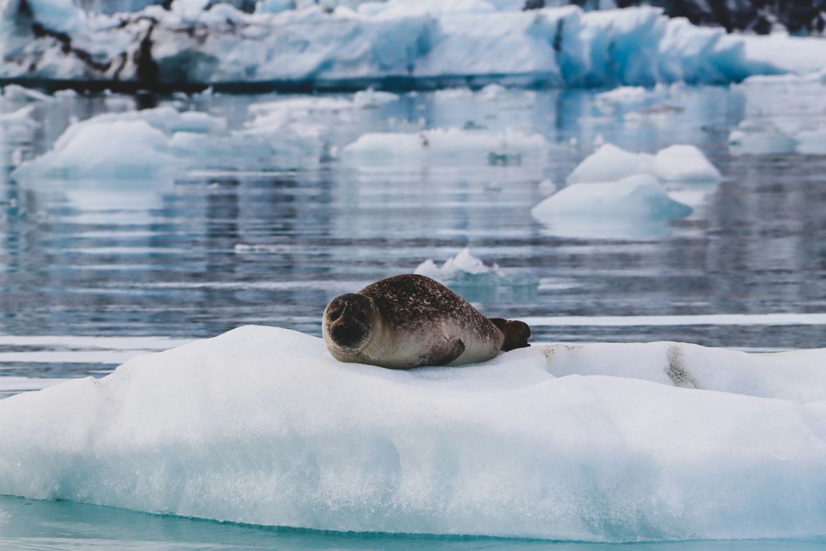 Glacier Lagoon Seal heloise-delbos