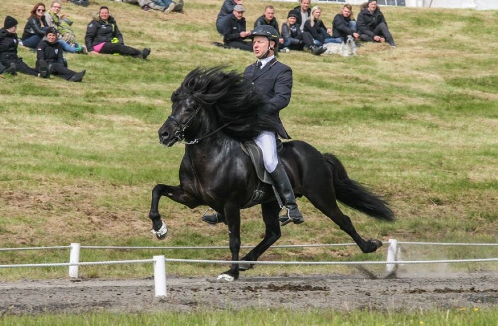 Icelandic horse special gait