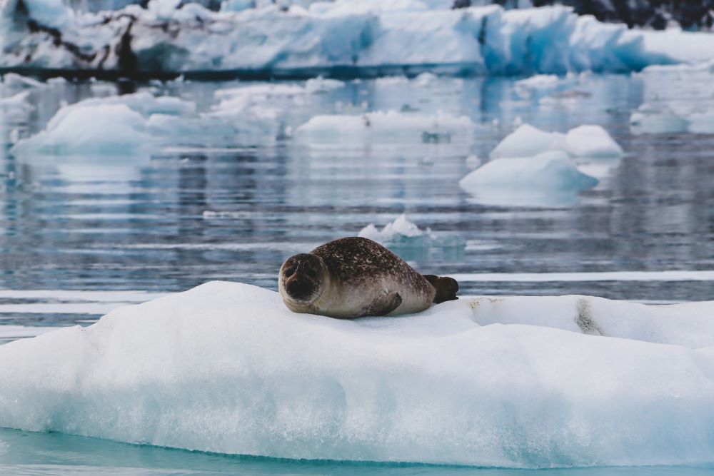 Jokulsarlon Seal heloise-delbos