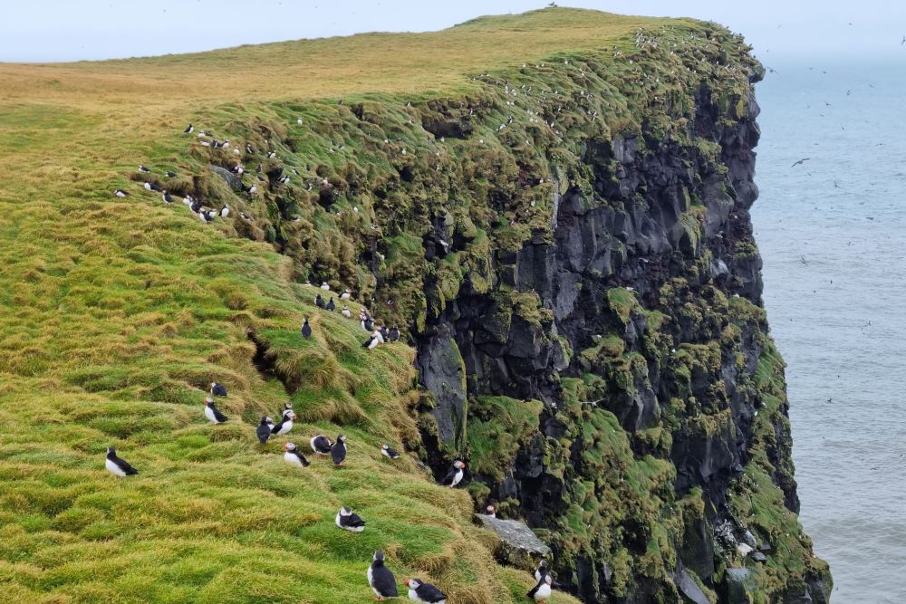 Ingolfshofdi cape Iceland