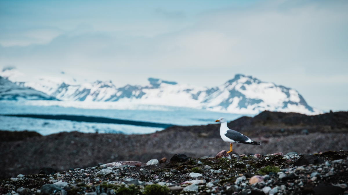 Fjallsárlón-Iceland-glacier landscape-seabird-nature in Iceland Fjallsárlón-Iceland-glacier landscape-seabird-nature in Iceland