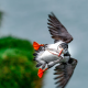 Ingólfshöfði Puffin Tour