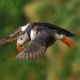 Ingólfshöfði Puffin Tour