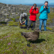 Ingólfshöfði Puffin Tour