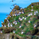 Ingólfshöfði Puffin Tour