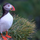 Ingólfshöfði Puffin Tour
