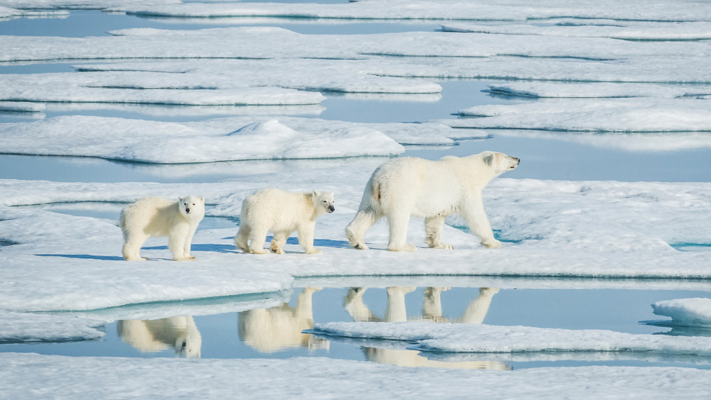 Why-Iceland’s-Ice-Caves-are-Changing_-the-Impact-of-Melting-Glaciers---Pic-3 A family of polar bears trying to walk on the melting ice in the Arctic region.